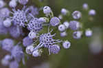 Ivyleaf thoroughwort